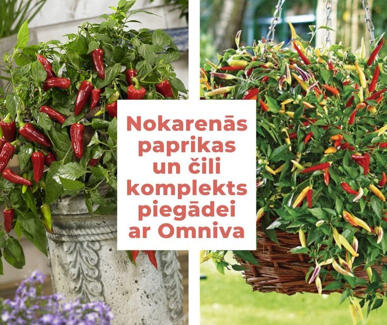 Nokarenais čili+nokarenā paprika - 6 stādi